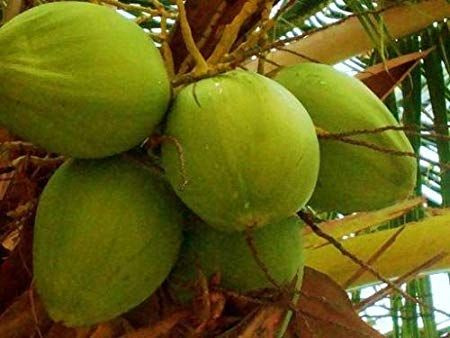 Young Green Fresh Tender Coconuts