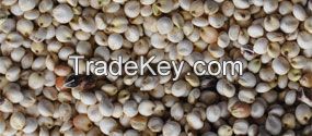 Grains 