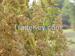 PERUVIAN QUINOA