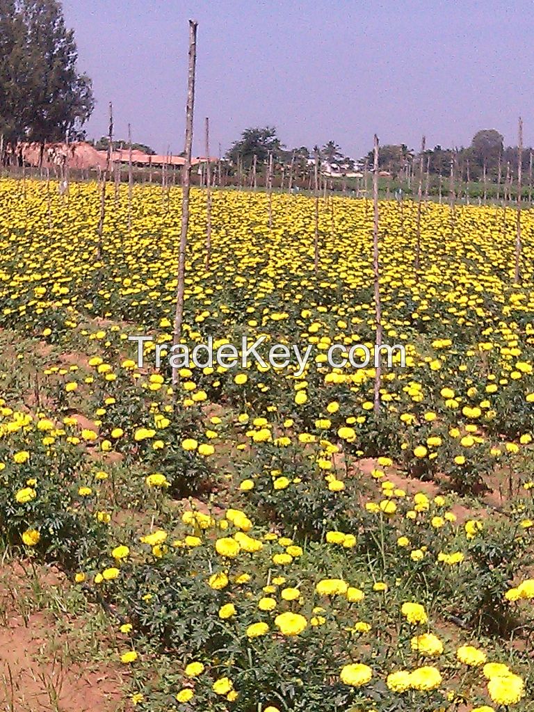 gerbera, rose,and others