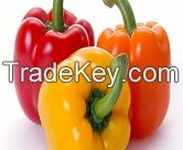 Capsicums