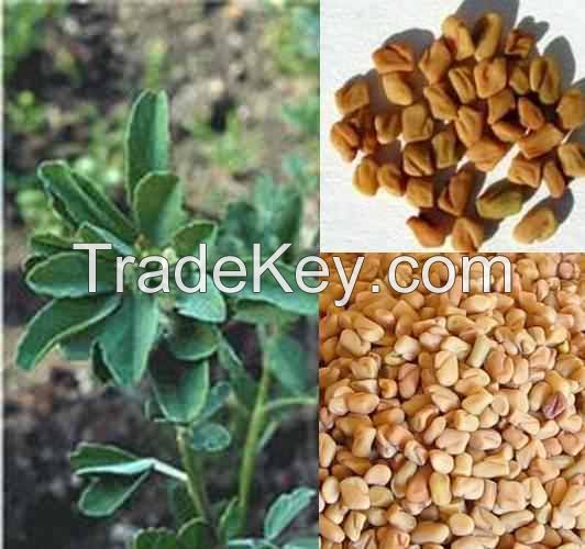 Fenugreek