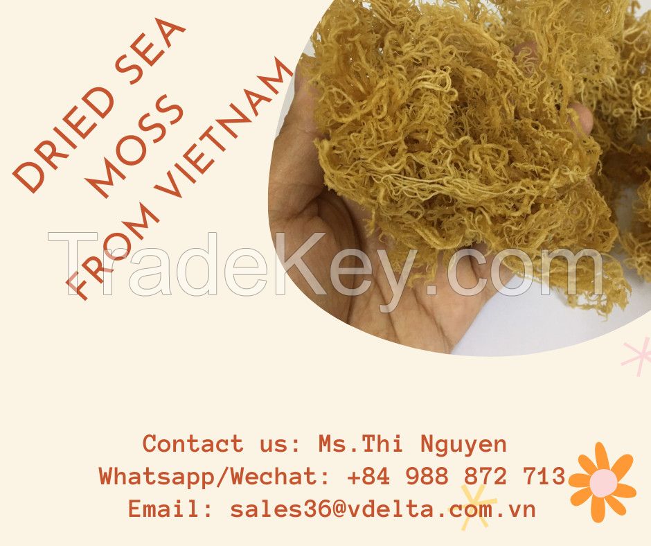 Sea moss Gummies Candy Soft With 6 Flavor Good For Health / Ms.Thi Nguyen +84 988 872 713