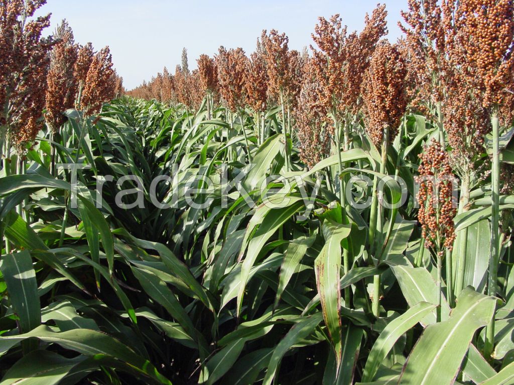 Red And White Sorghum For Sale