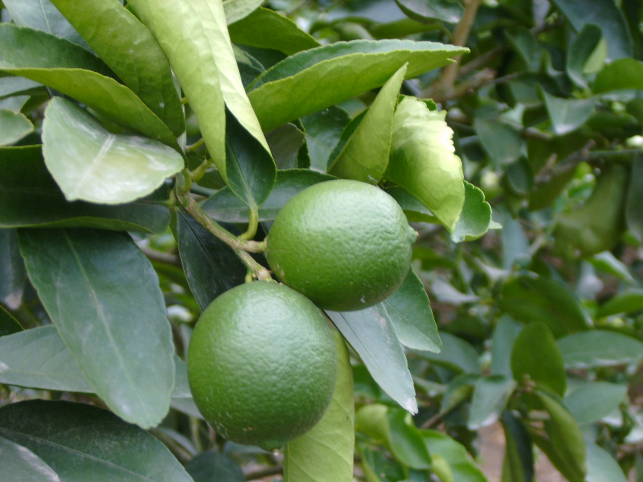 Persian Lime