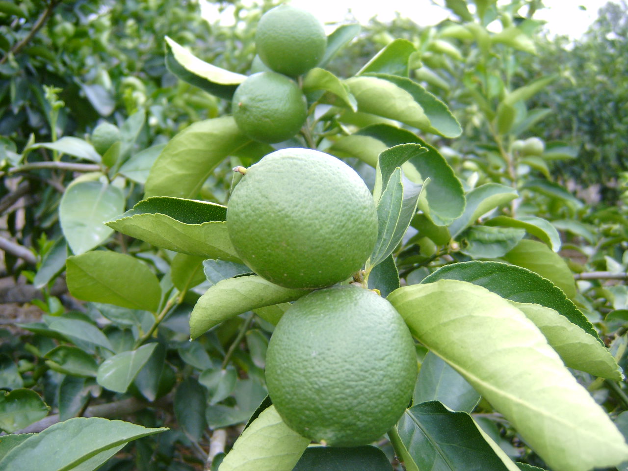 Persian Lime