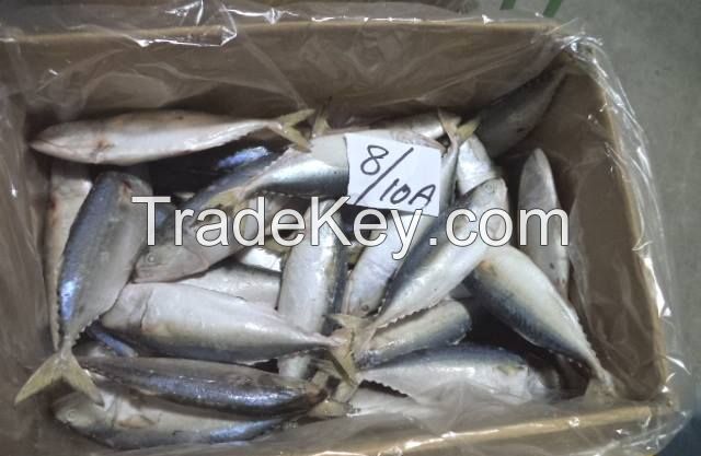 Indian Mackerel