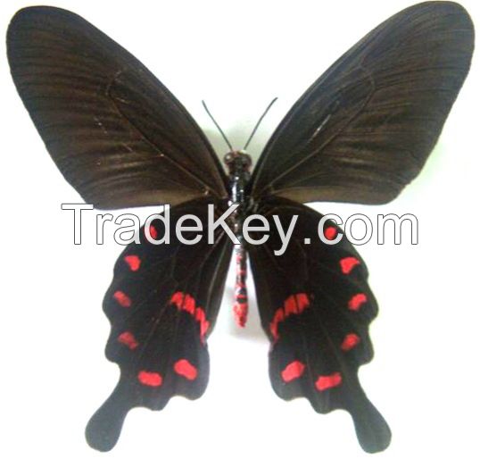Butterfly Pupae