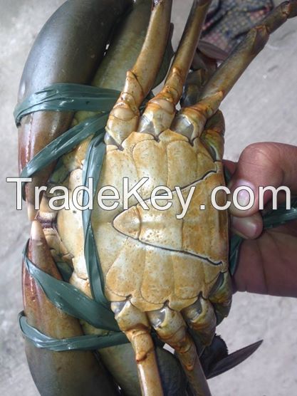 Live Mud Crab Scylla Serrata