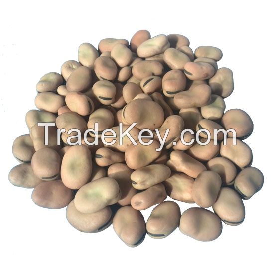 Broad Bean Gansu origin