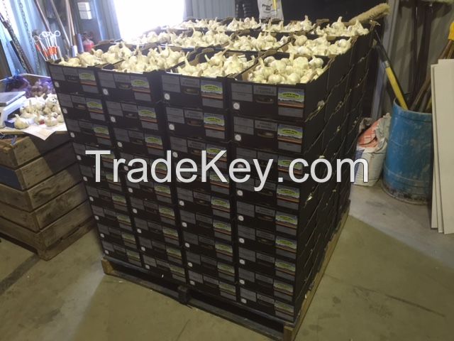 Australian grown White Garlic