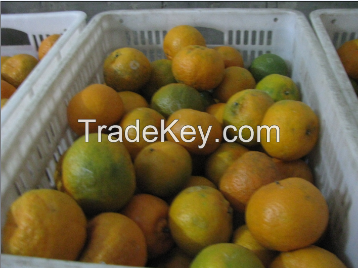 Fresh Mandarin Pokan Orange