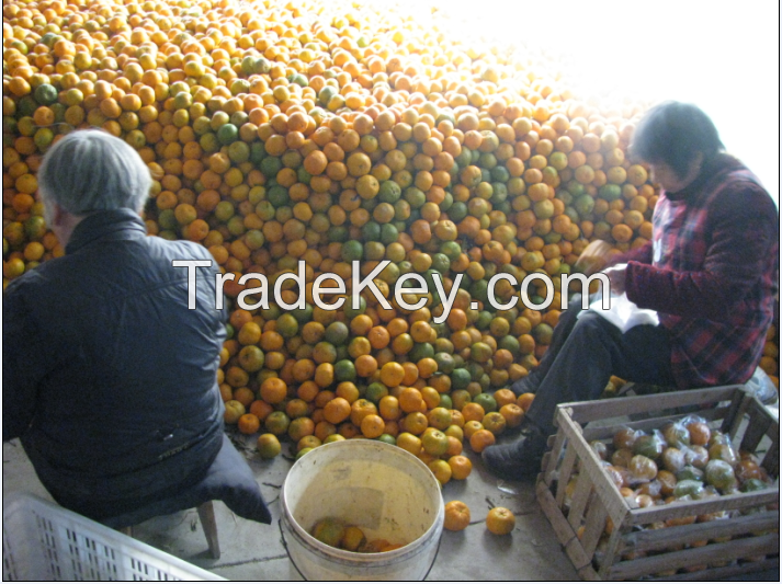 Fresh Mandarin Pokan Orange