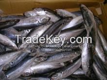 pacific mackerel frozen WR just for your tongue