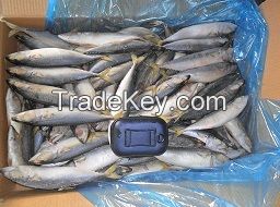 pacific mackerel frozen for can just for your tongue