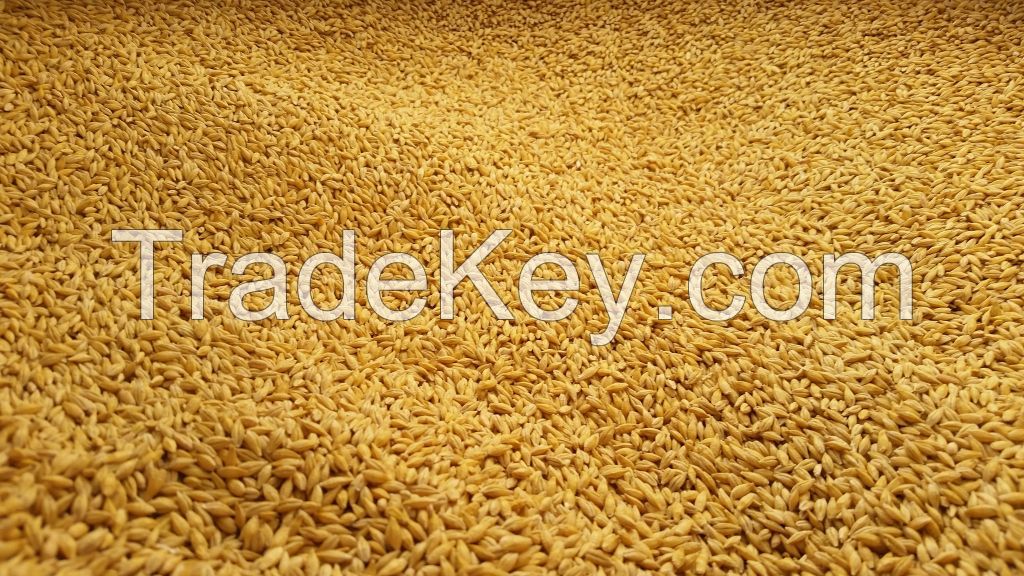 Premium Grade Barley Seeds
