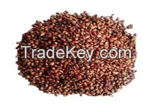 Water-soluble Grape seed extract  