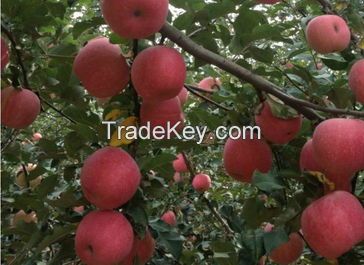 Jixian County apple