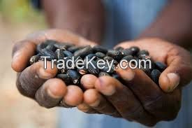 Jatropha Seeds For Sale Philippines