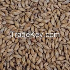 Barley Malt