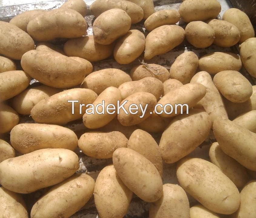 Egyptian Fresh Potato