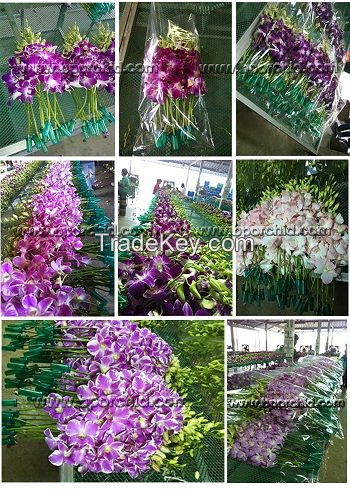 High qaulity of Orchid Cut Flower