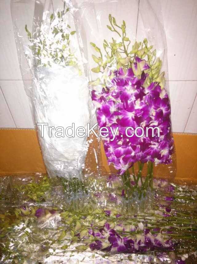 High qaulity of Orchid Cut Flower