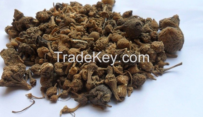 Organic Japanese Ginseng Dried Root Panax Japonicus