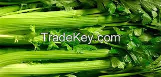 celery stem dehydrated celery stem