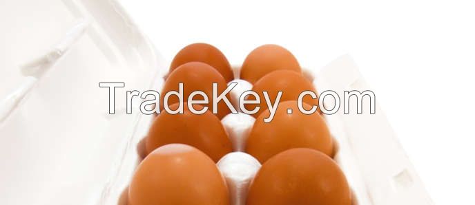 Fresh Fertile Ostrich Eggs