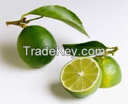 Lemon Leaf