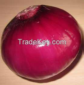 China Fresh Red Onion