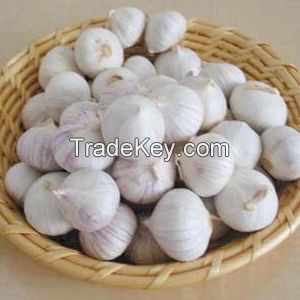 china fresh pure garlic
