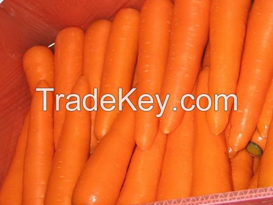 china 150g fresh carrot