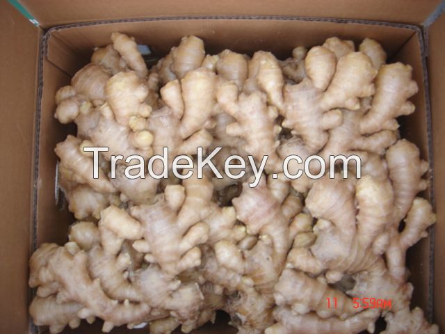 Supply Fresh Ginger_ Vietnam origin