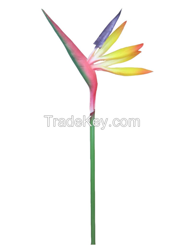 single mini strelitzia reginae