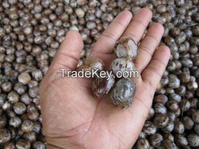 Rubber seed oil