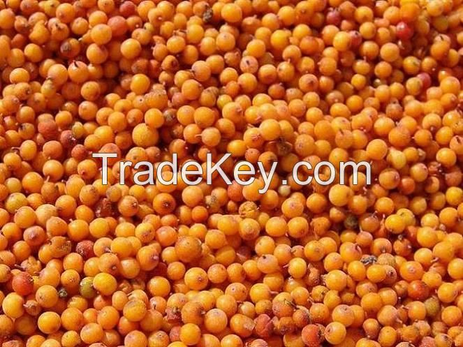 Fresh Frozen Seabuckthorn Fruit