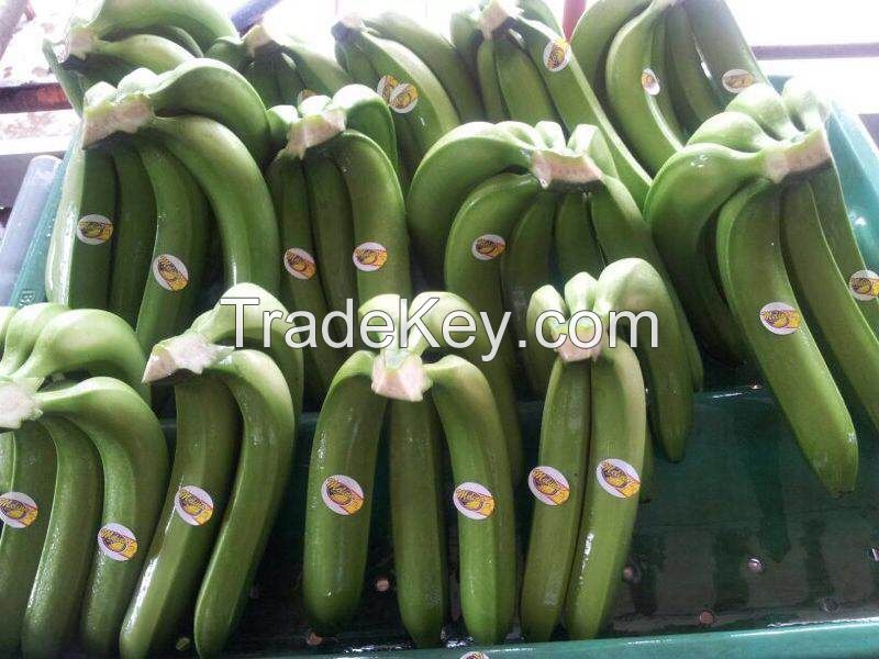 Cavendish bananas.