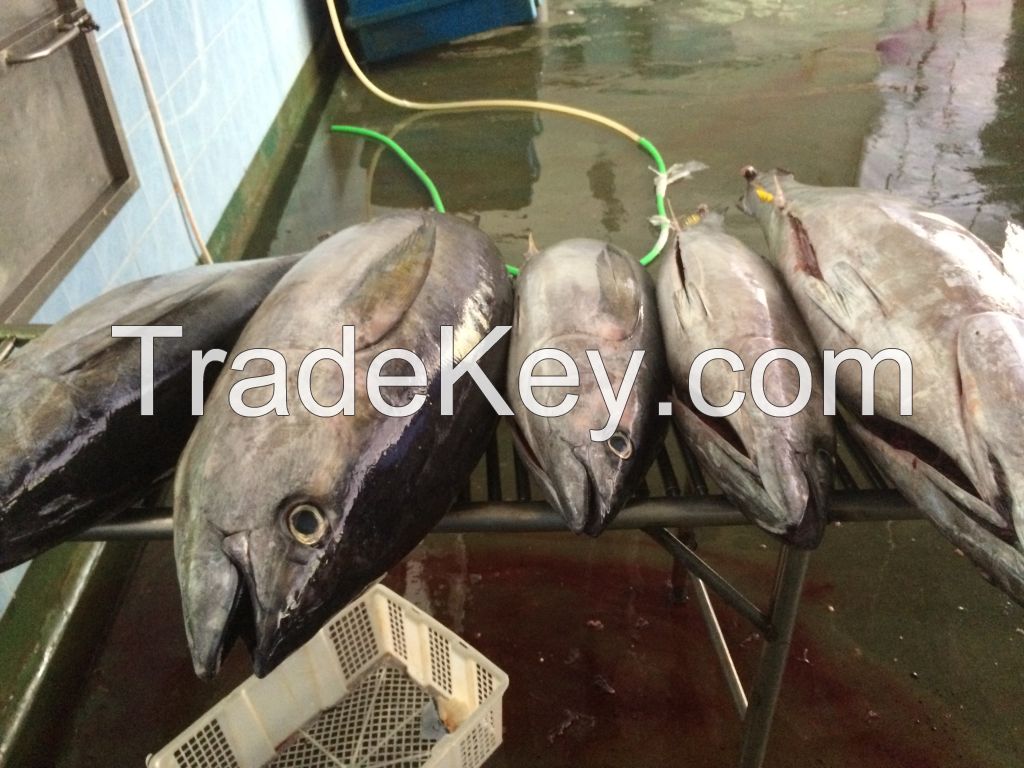 Yellowfin Tuna; Skipjack; Milkfish; Mahi; Hairtail; Barracuda from Indonesia