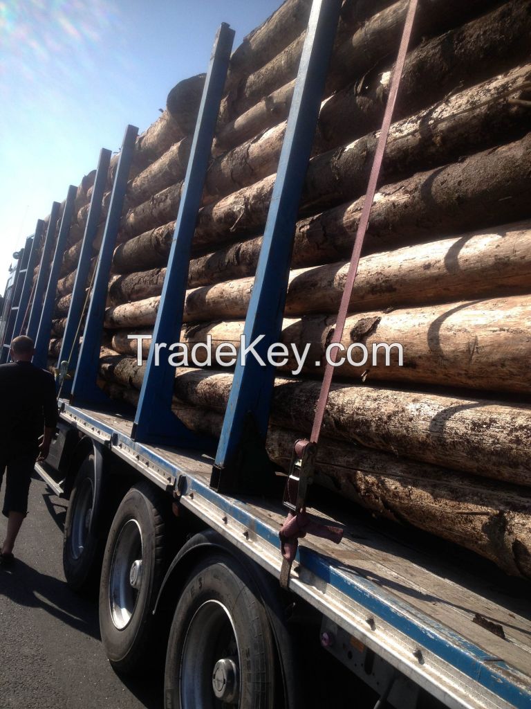 Spruce logs (dry)