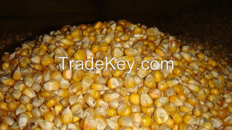 Feed corn, also wheat 2, 3 classes, feed wheat, barley and soybeans