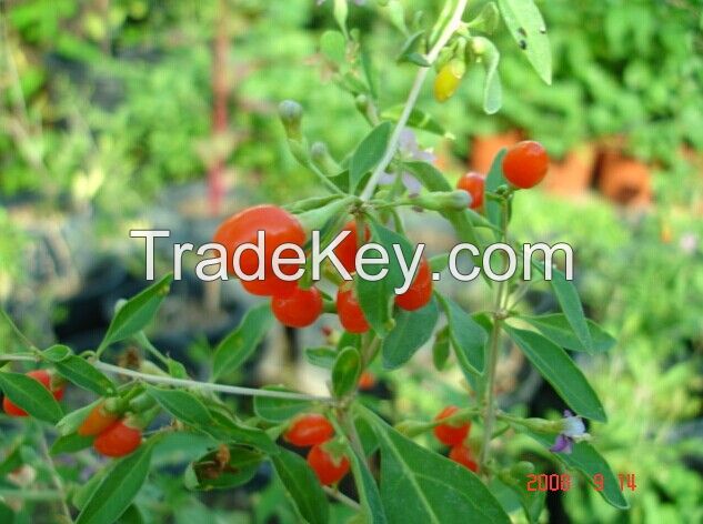 2014 free sample organic goji berries bulk dried goji berry