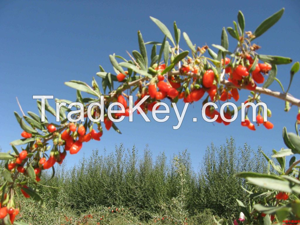 Organic Dried Goji EU Standard Wolfberry dried fruit Improving energy Organic Herb