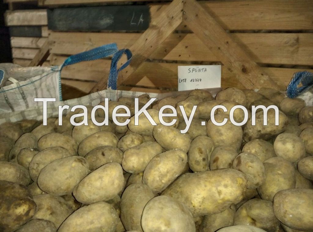 Spanish Fresh Potatoes