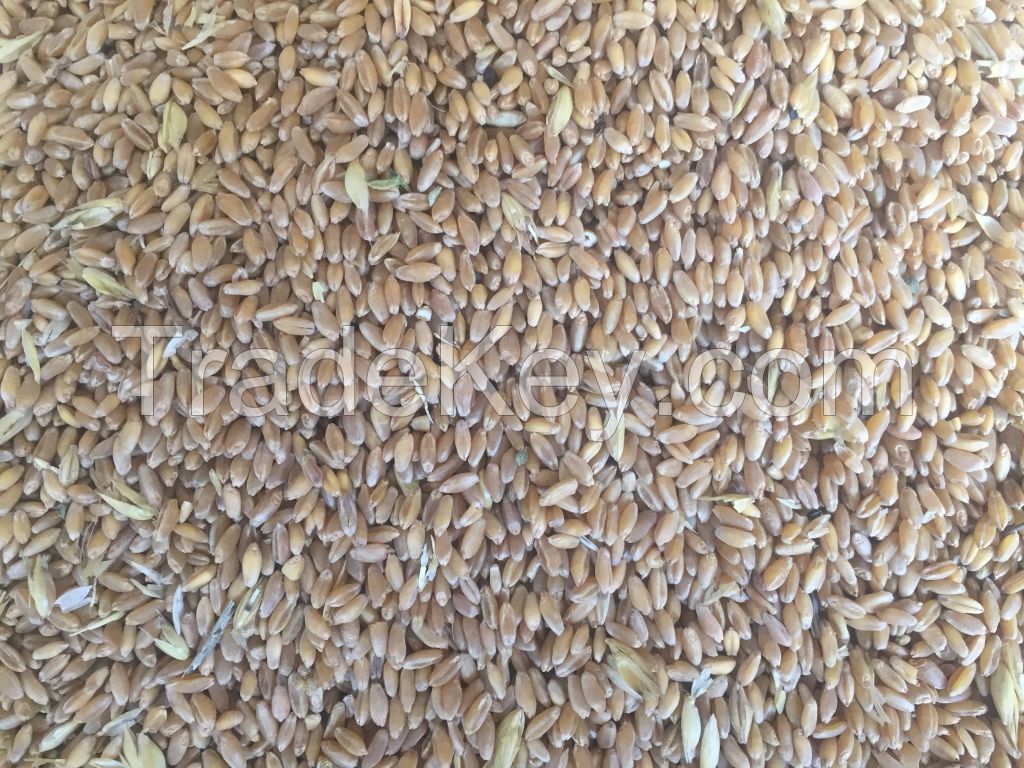 Soft and Hard Wheat, Einkorn 