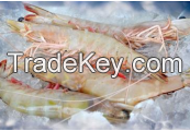 Sea King (Shrimps)