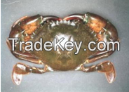 Live Mud Crab 