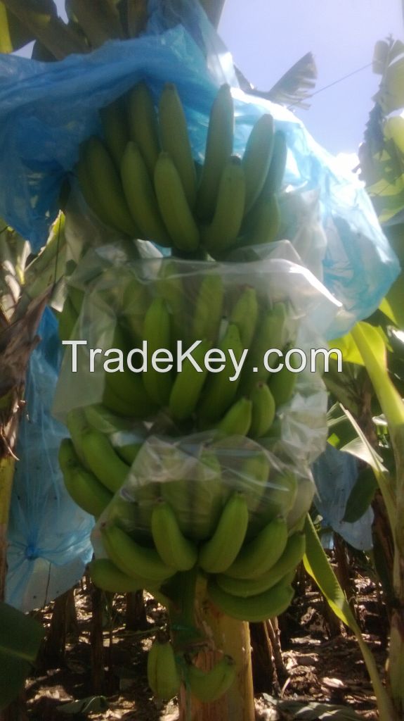 cavendish banana