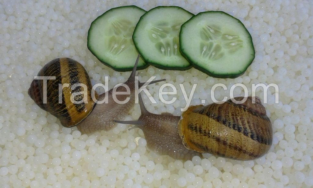 Dutch Snail Caviar, White Pearls